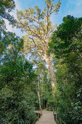  El Parque Nacional de Yellowwood ¿Una joya escondida en la costa sudafricana?