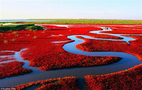 ¡El Lago de las Algas Rojas: Un Espejo Violeta en Panjin!