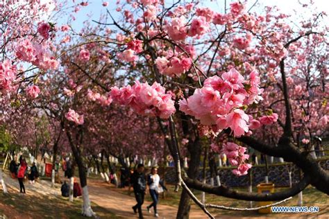 ¡El Parque Floral de Yuantongshan: Una explosión de colores y aromas en la cima de una montaña!